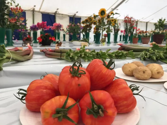 Tomatoes in display tent