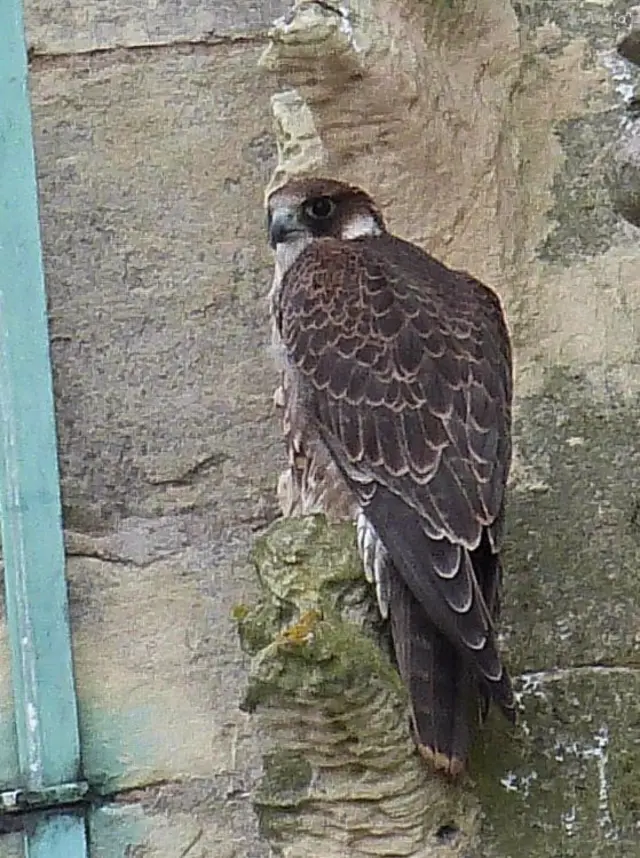 Perigrine Falcon