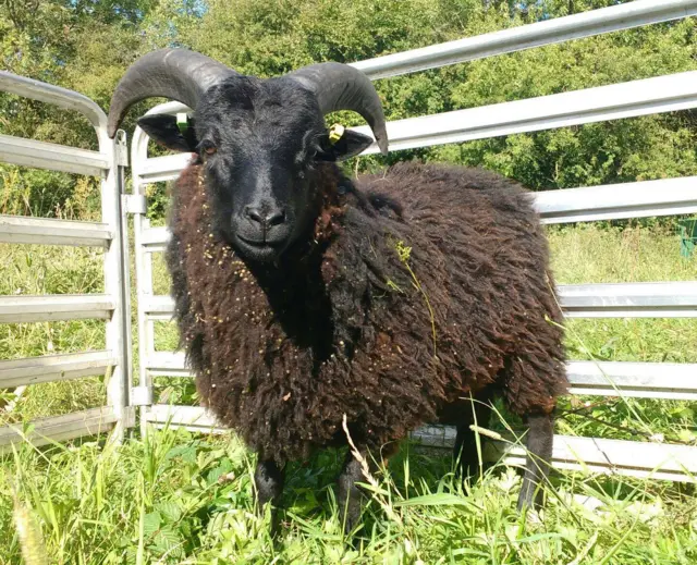 hebridean ram lamb