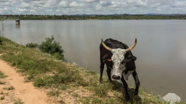 A cow in Zimbabwe