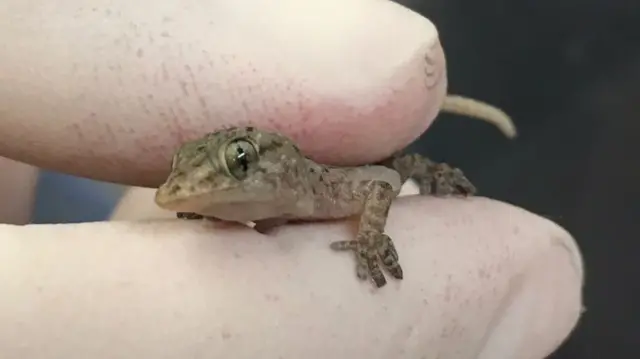 The tiny gecko lizard