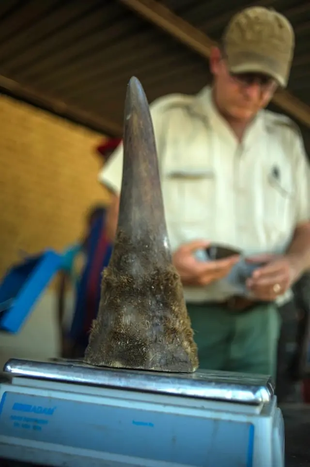 This file photo taken on February 3, 2016 shows cut off rhino horns being weighed and stored at John Hume"s Rhino Ranch in Klerksdorp, in the North Western Province of South Africa