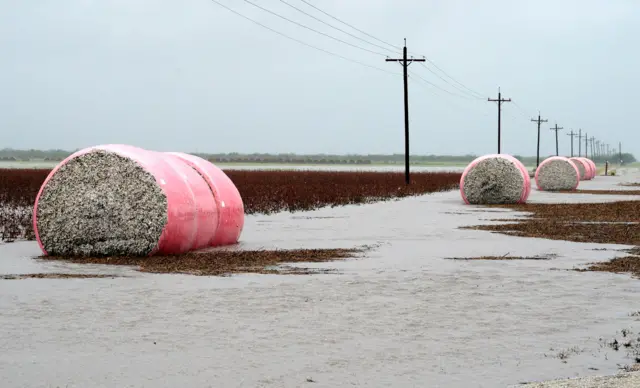 Bales of cotton near Seadrift, Texas, August 26, 2017