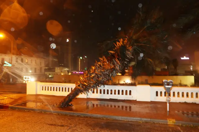 A palm tree buckles from the storm in Corpus Christi, Texas