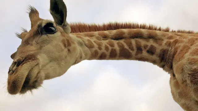 Giraffe