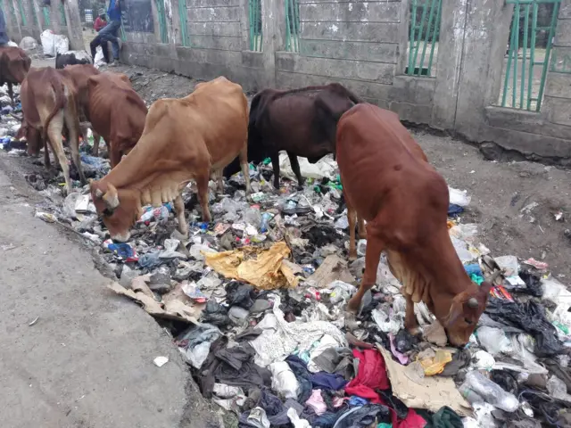 Cows eating plastic bags