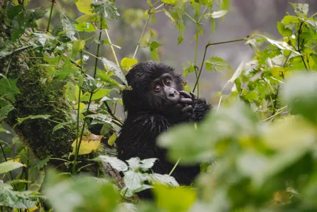 Baby gorilla