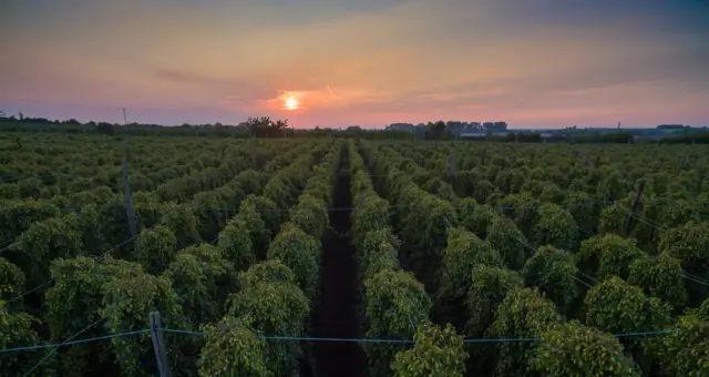 Faversham hops