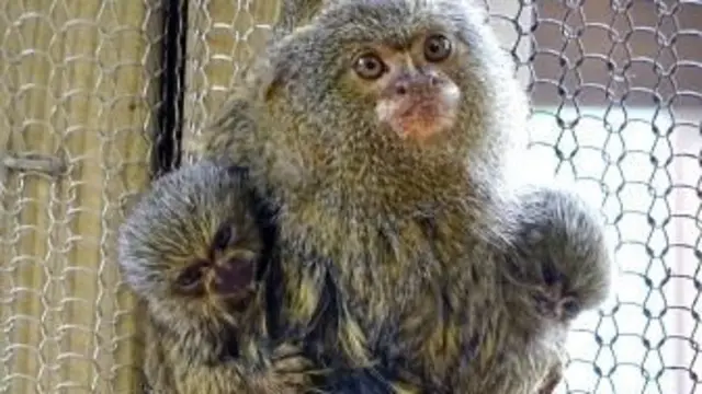 Mother and baby monkeys