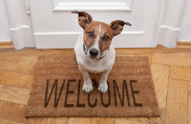 Dog on a doormat