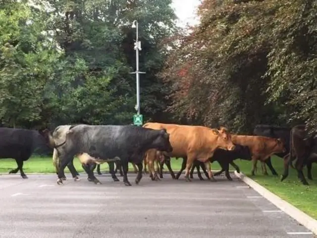 Cows on car park