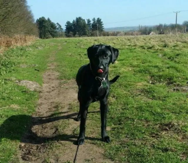 Pippa in a field