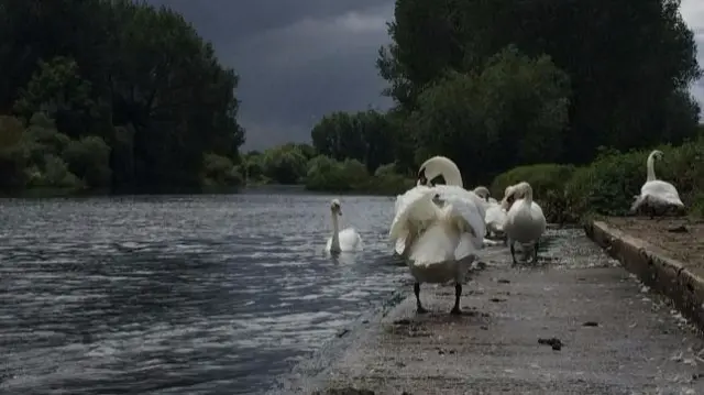 Swans in Burton-upon-Trent