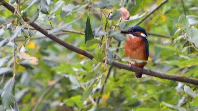 Kingfisher