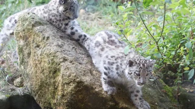 Snow leopard cubs