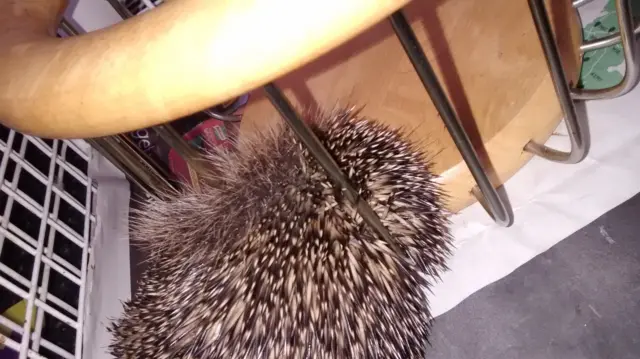 Hedgehog