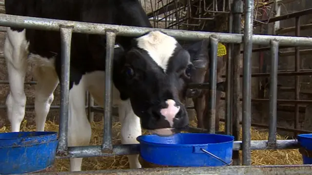 A cow being fed