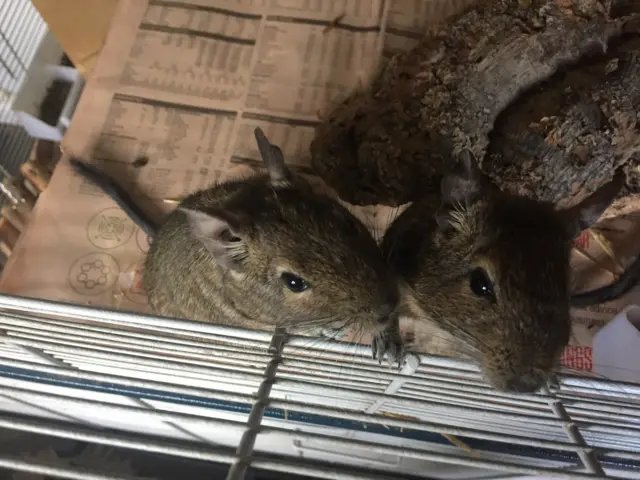 Degus Rocco and Cory