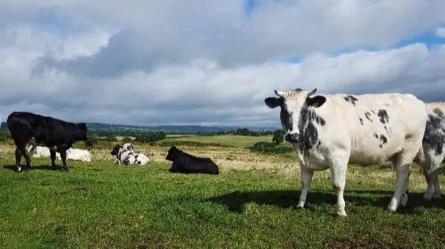 Cows