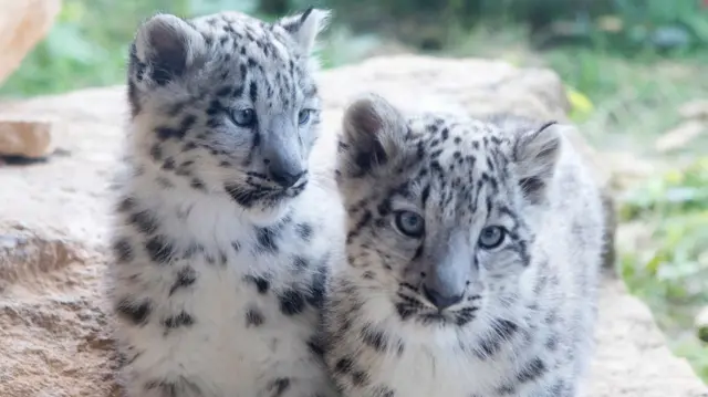 Snow leopard cubs