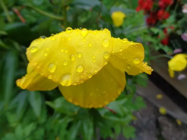 Flower in the rain