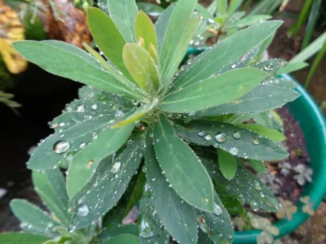 Plant in the rain