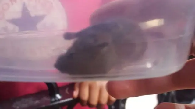 Mouse in a box