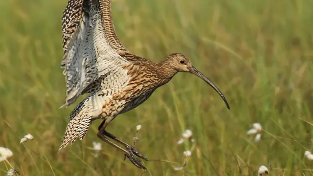 Curlew