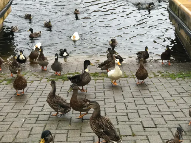 ducks