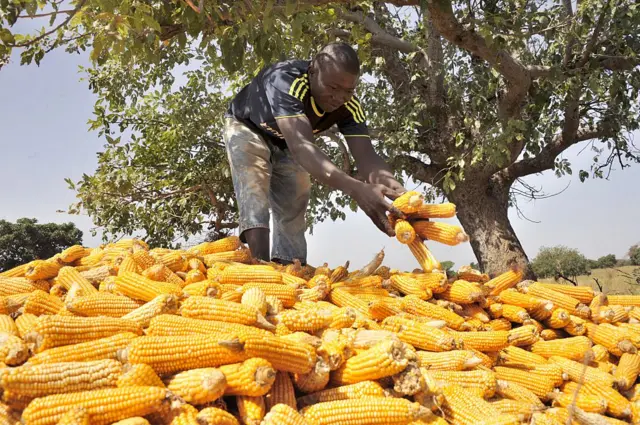 A man handles picked maize