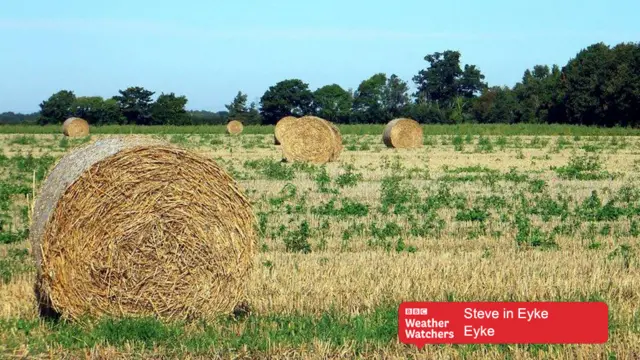 Hay bales in field