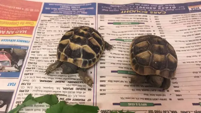 Tortoises