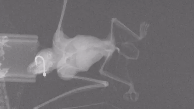 X-ray of bat