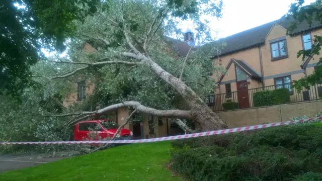 Fallen tree