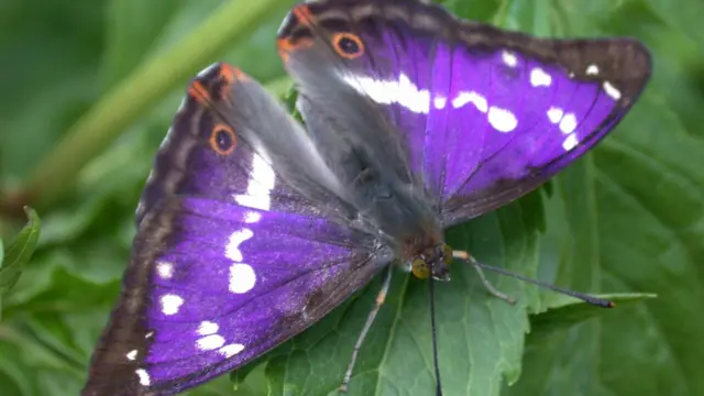 Purple Emperor butterfly.