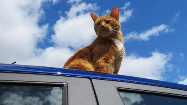 Cat on car roof