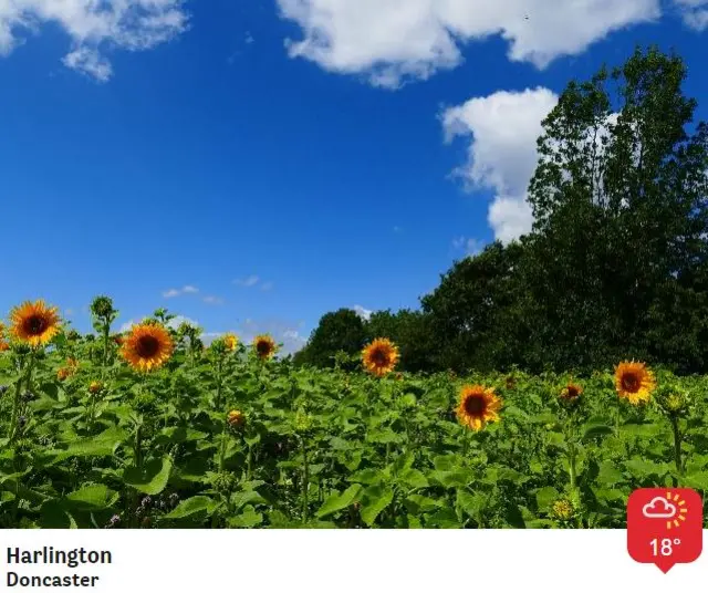 Sunflowers