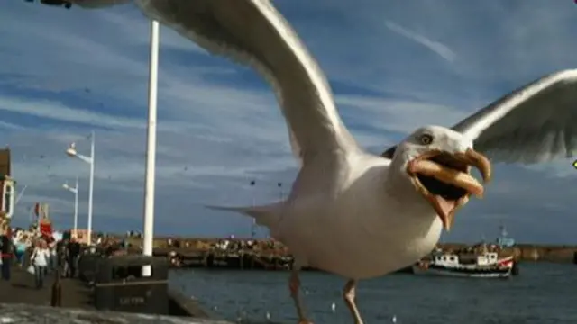 Seagull swooping with chip in beak