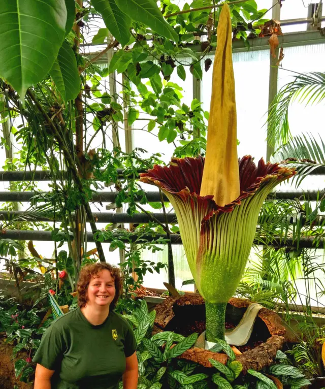 Paignton Zoo titan arum