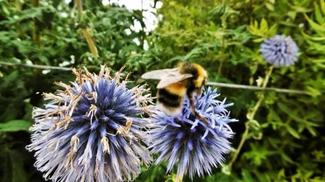 Bee on flower