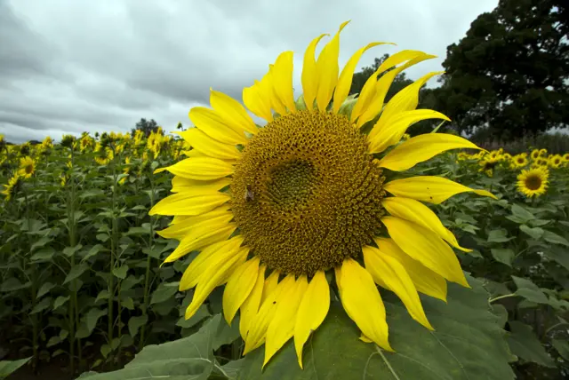 Sunflowers