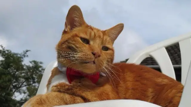 Cat with bow tie