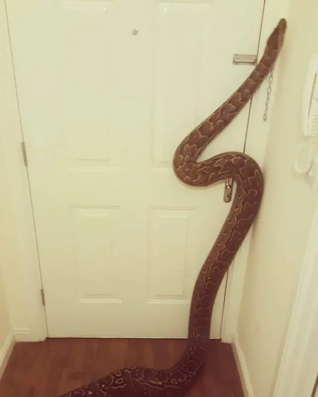 Satan the snake
