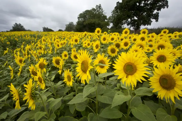 Sunflowers