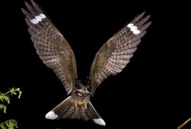 Nightjar