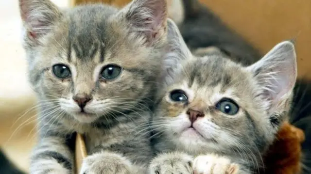 Kittens