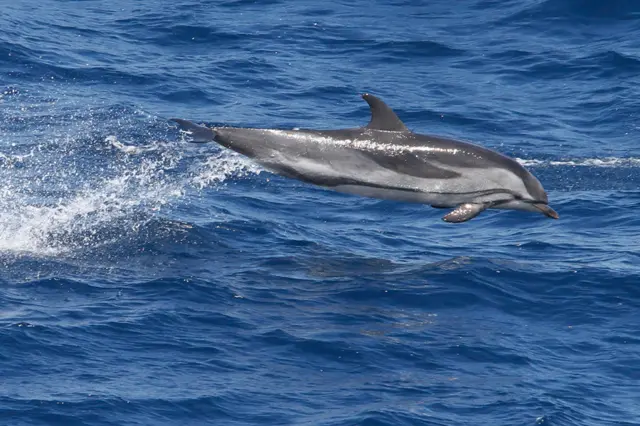 Striped dolphin
