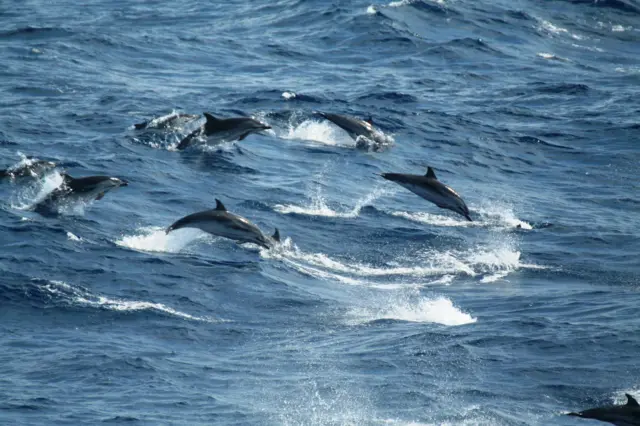 Striped dolphins