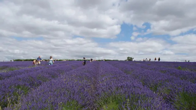 Hitchin Lavender