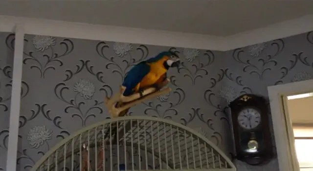 Charlie the parrot